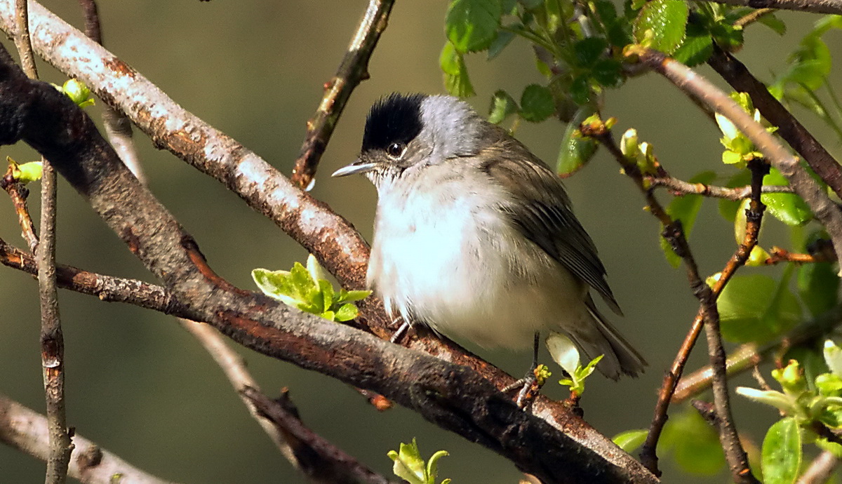 Eurasian Blackcap