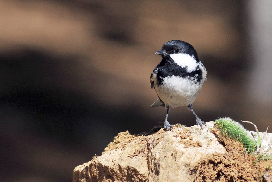 Coal Tit