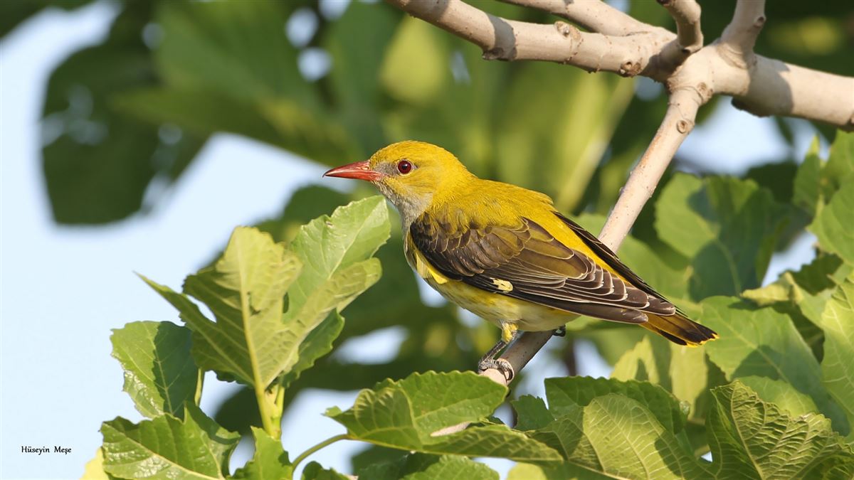 Eurasian Golden Oriole