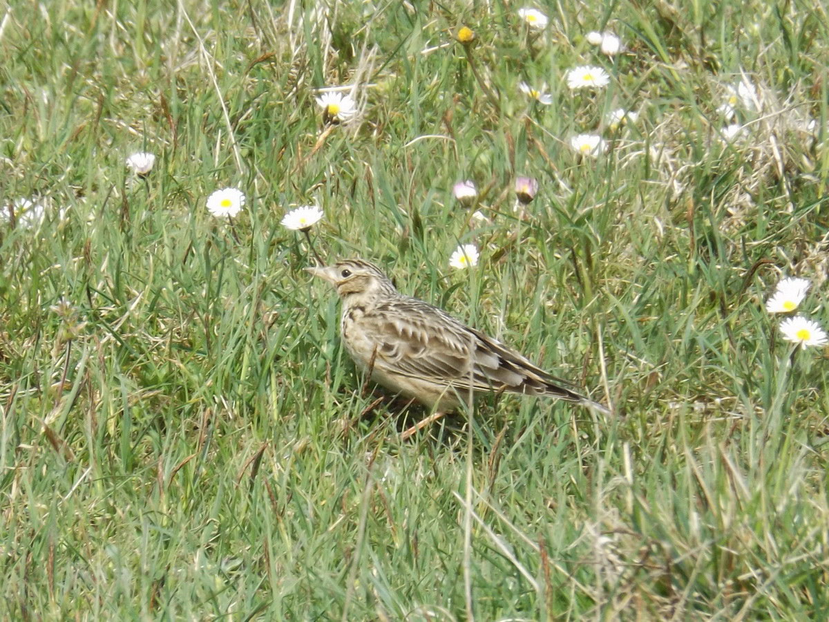 Eurasian Skylark