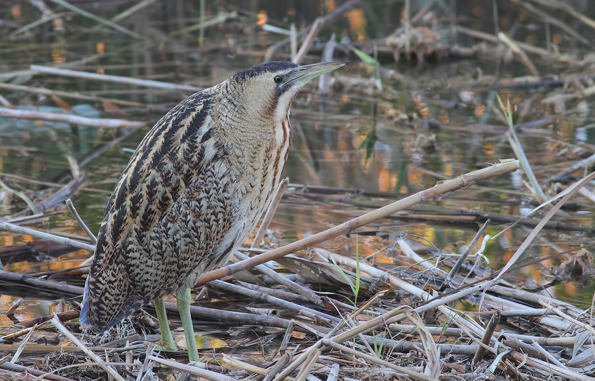 Eurasian Bittern