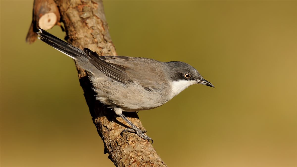 Eastern Orphean Warbler