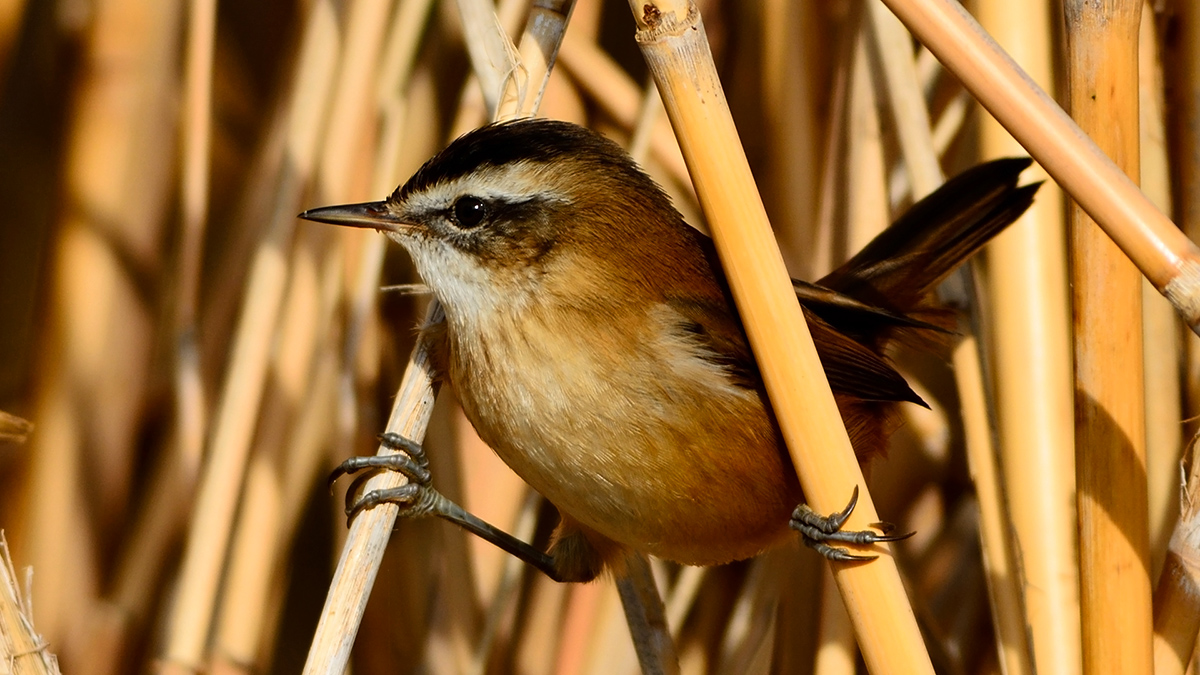 Bıyıklı Kamışçın