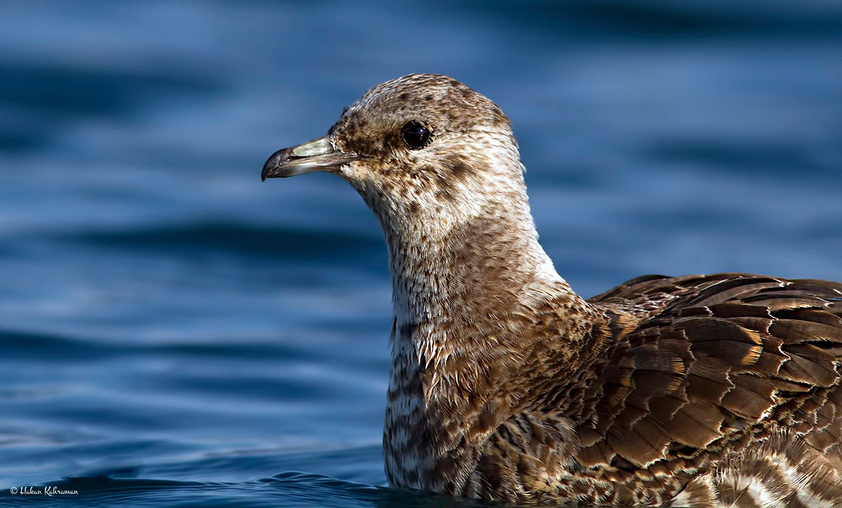 Parasitic Jaeger