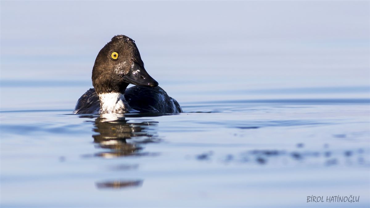 Common Goldeneye