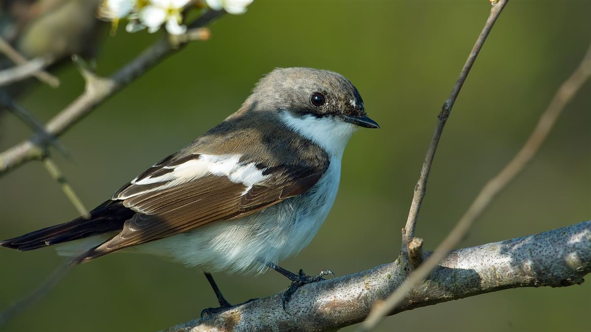 European Pied Flycatcher