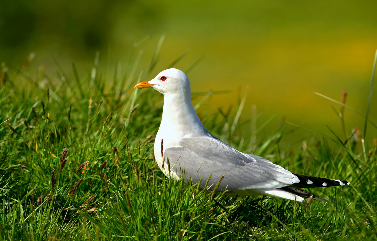 Common Gull