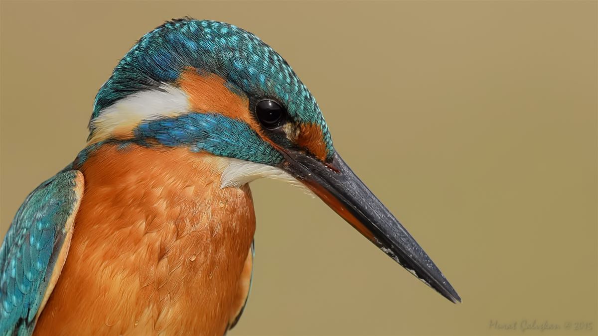 Common Kingfisher
