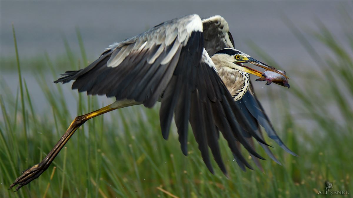 Grey Heron