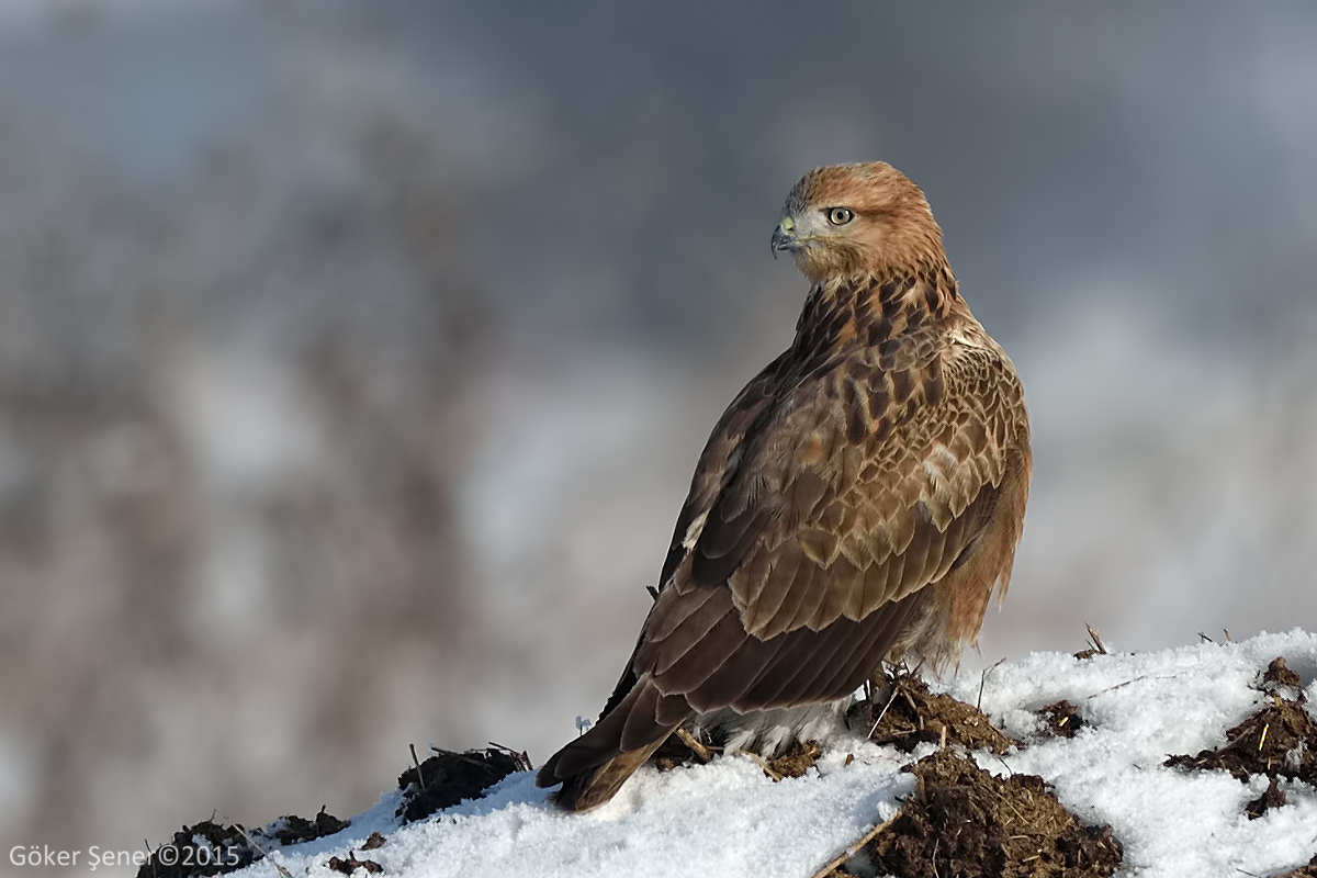 Long-legged Buzzard