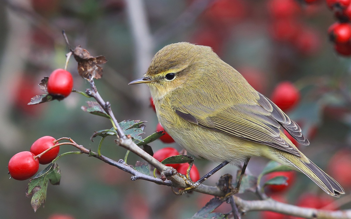 Common Chiffchaff