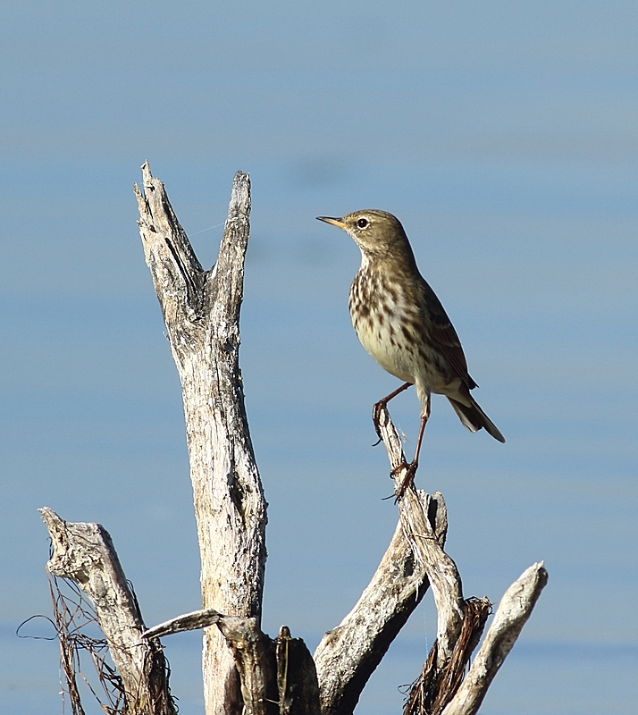 Water Pipit