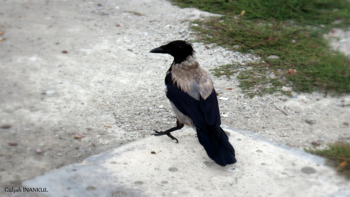 Leş Kargası
