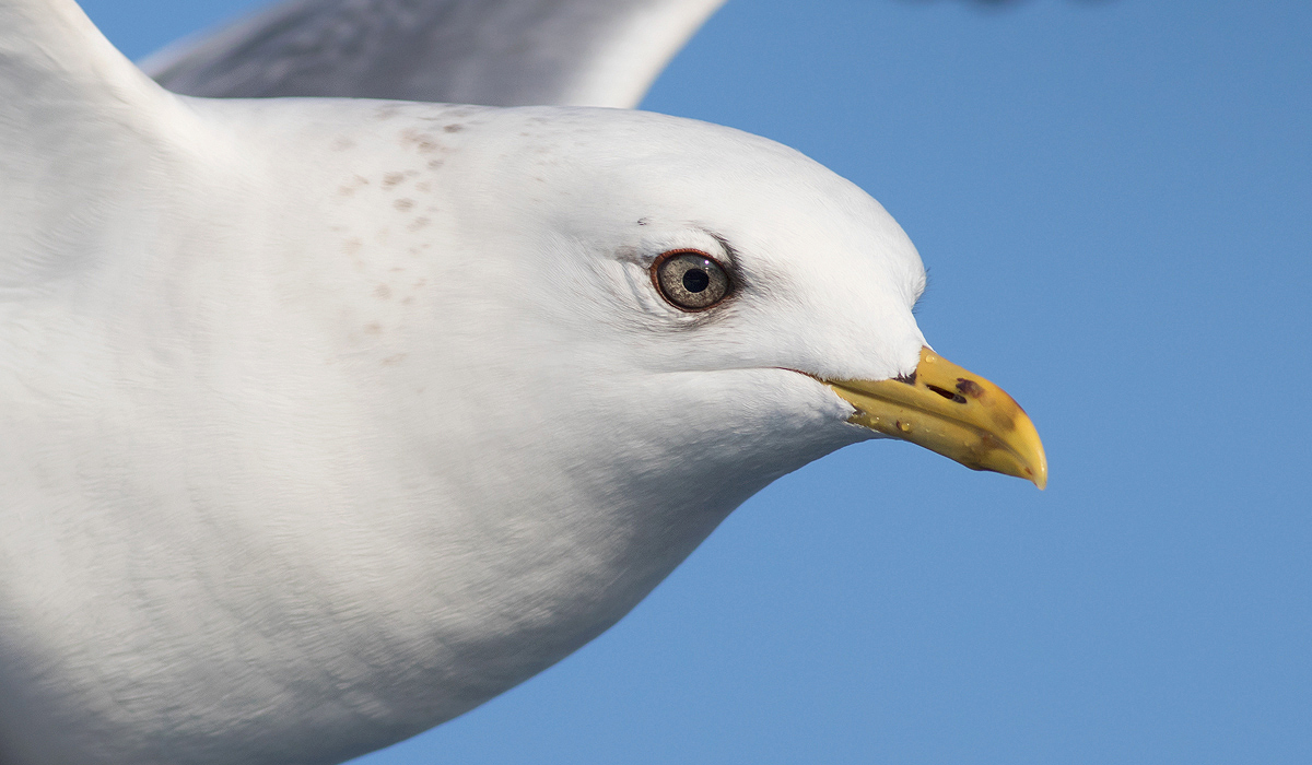 Common Gull