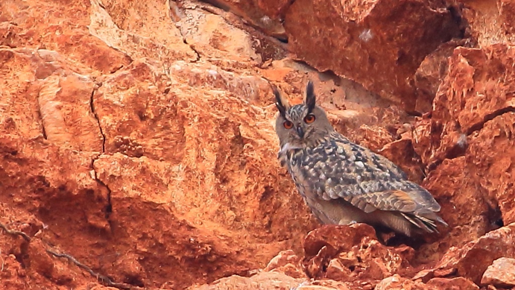 Eurasian Eagle-Owl