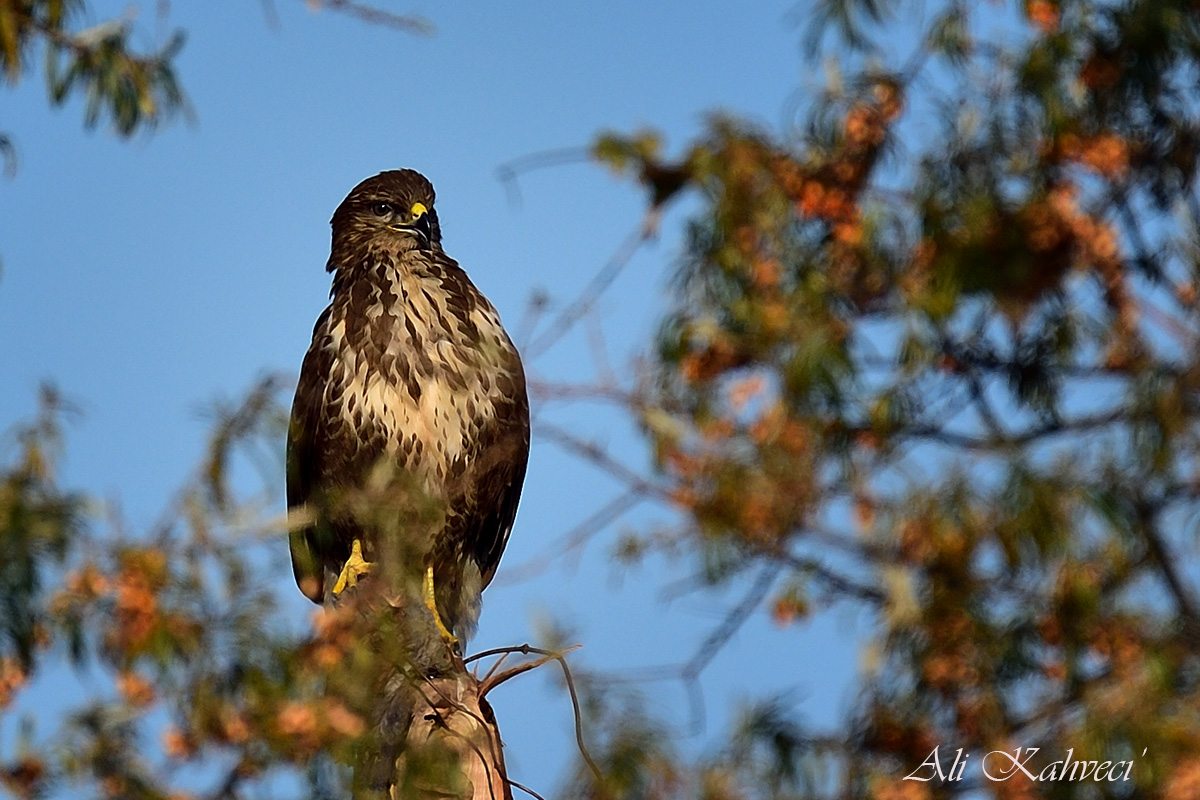Common Buzzard