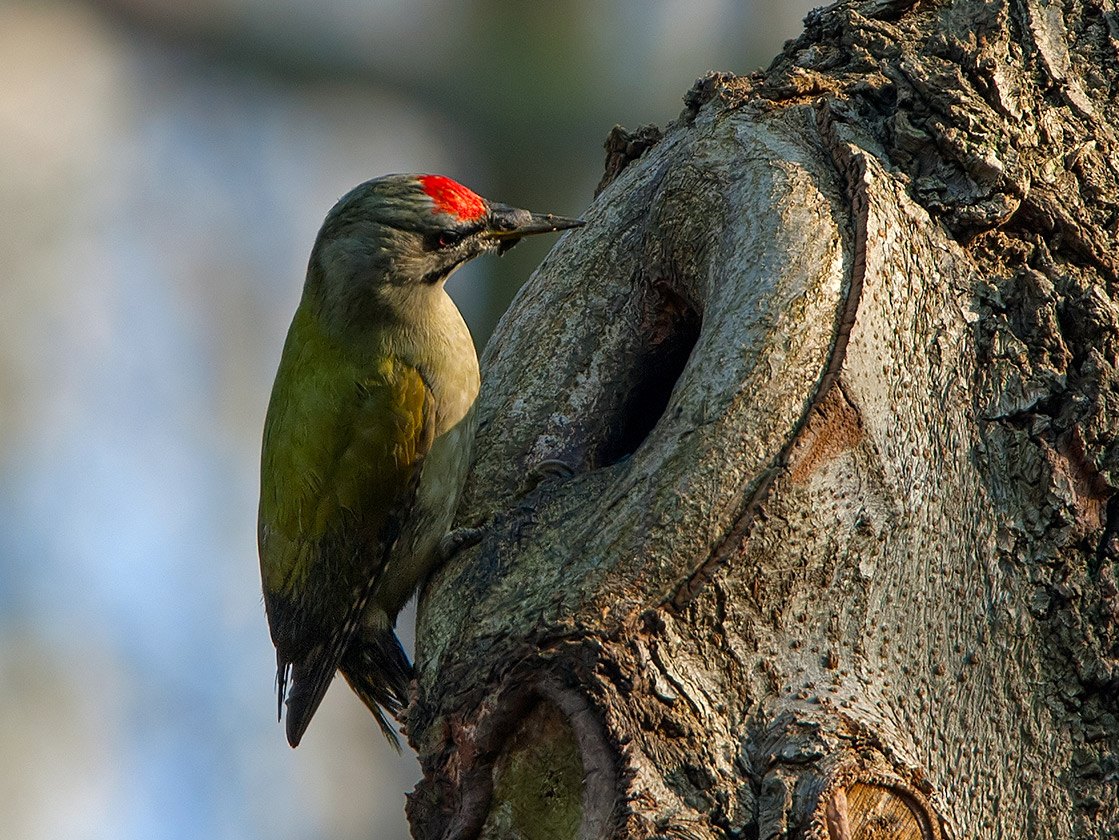 Grey-headed Woodpecker