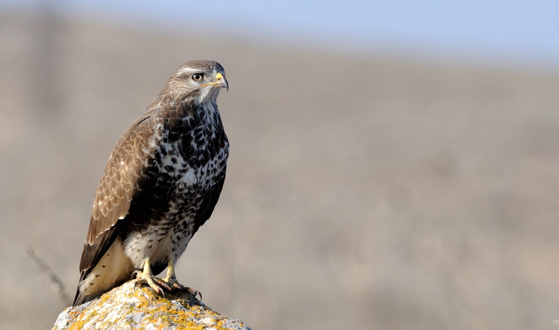 Common Buzzard
