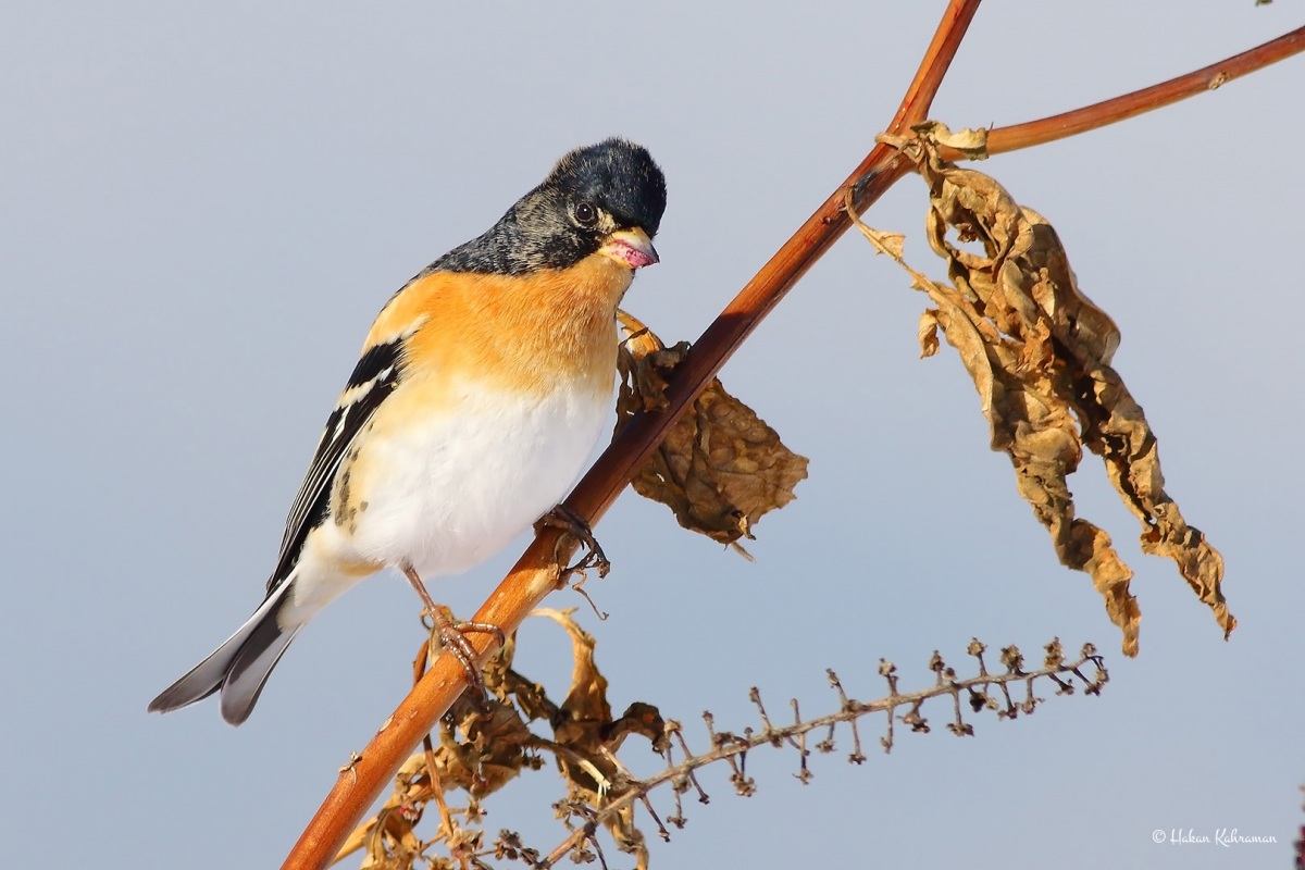 Brambling