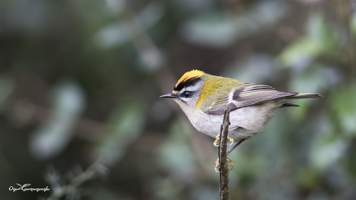 Common Firecrest
