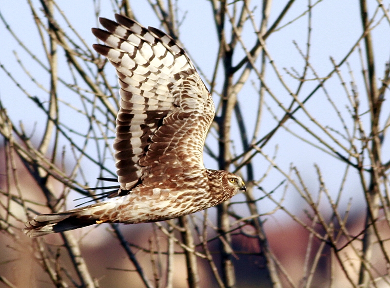 Hen Harrier