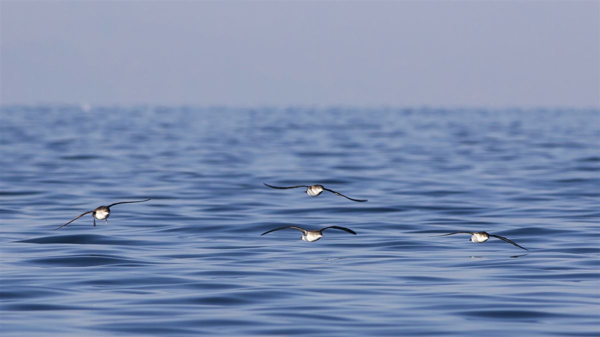 Yelkouan Shearwater