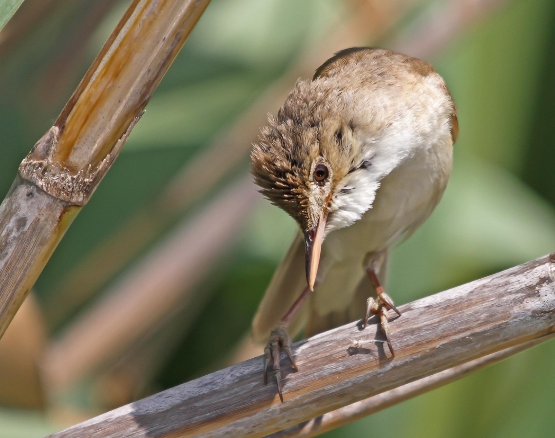 Common Reed Warbler