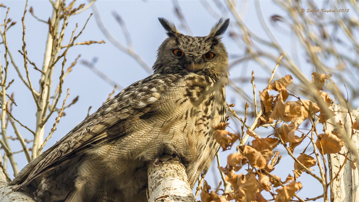 Eurasian Eagle-Owl