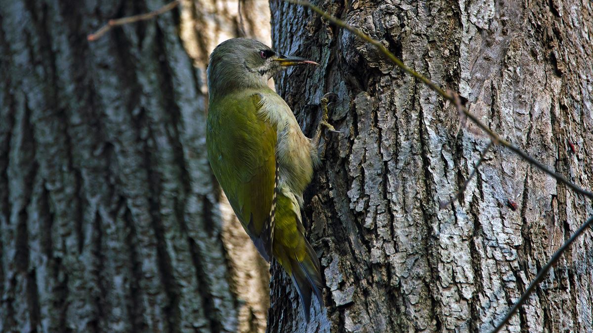 Grey-headed Woodpecker