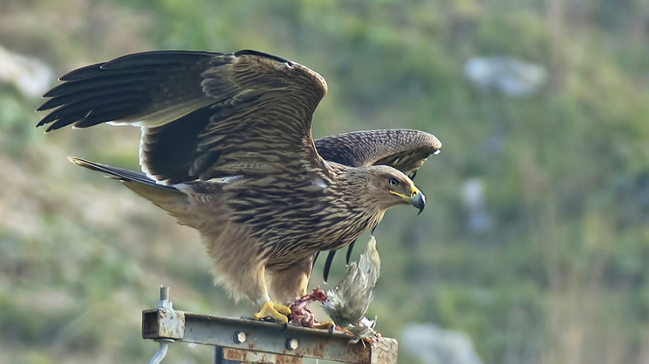 Eastern Imperial Eagle