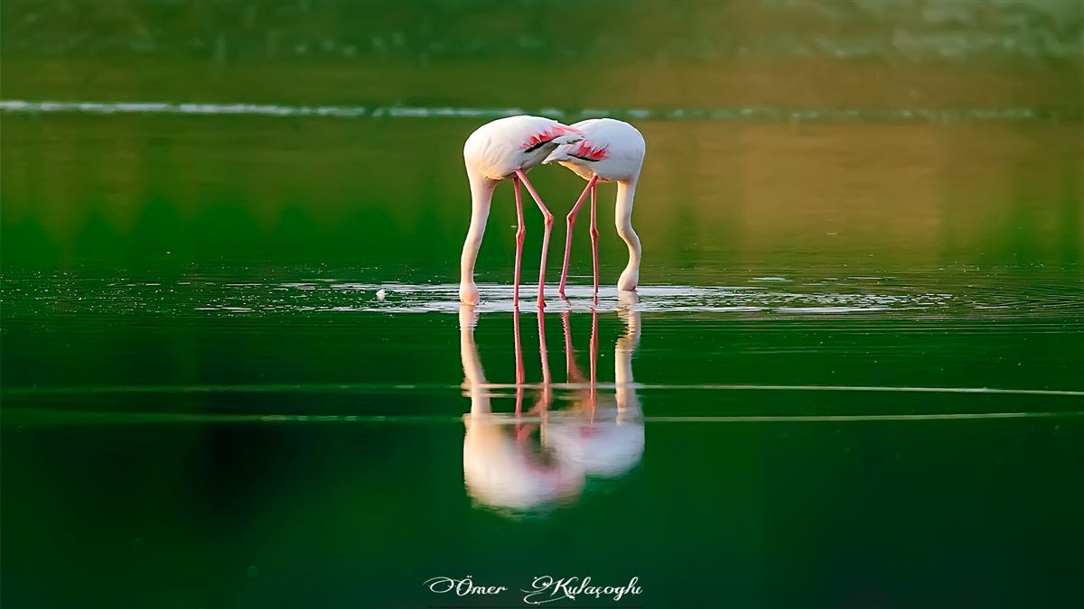 Flamingo