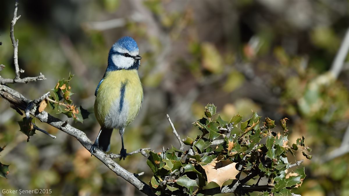 Eurasian Blue Tit