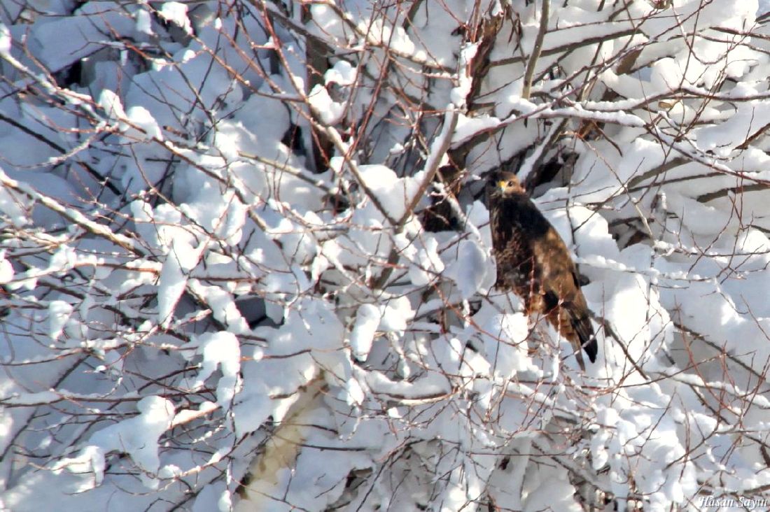 Common Buzzard