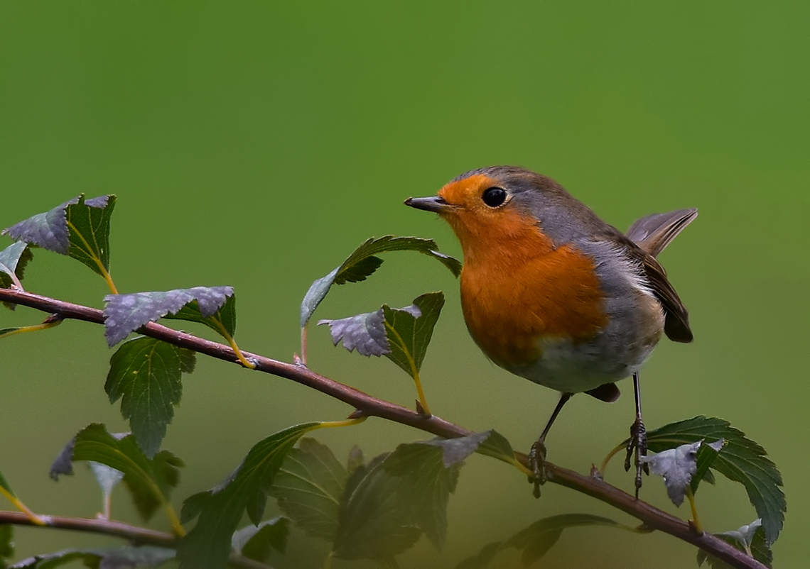 European Robin