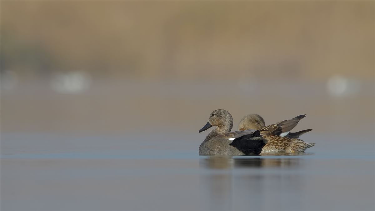 Gadwall