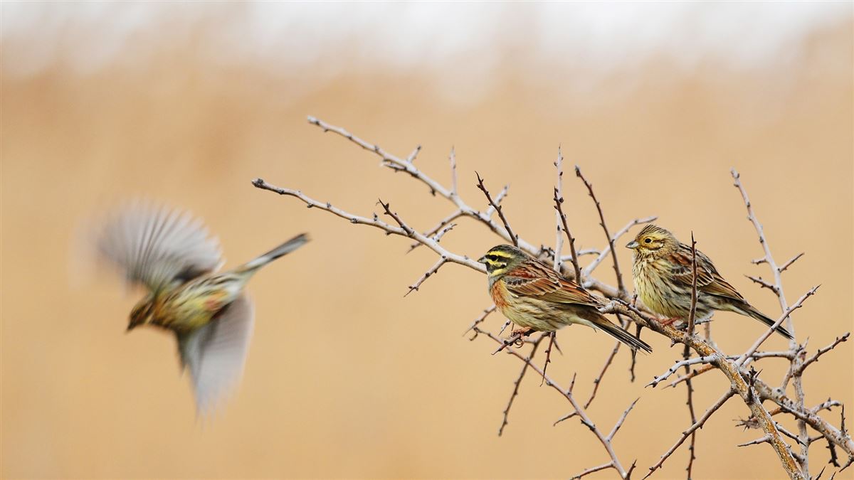 Cirl Bunting