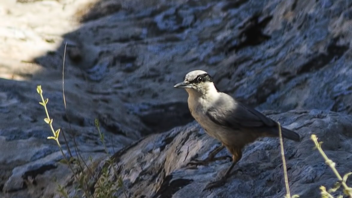 Eastern Rock Nuthatch