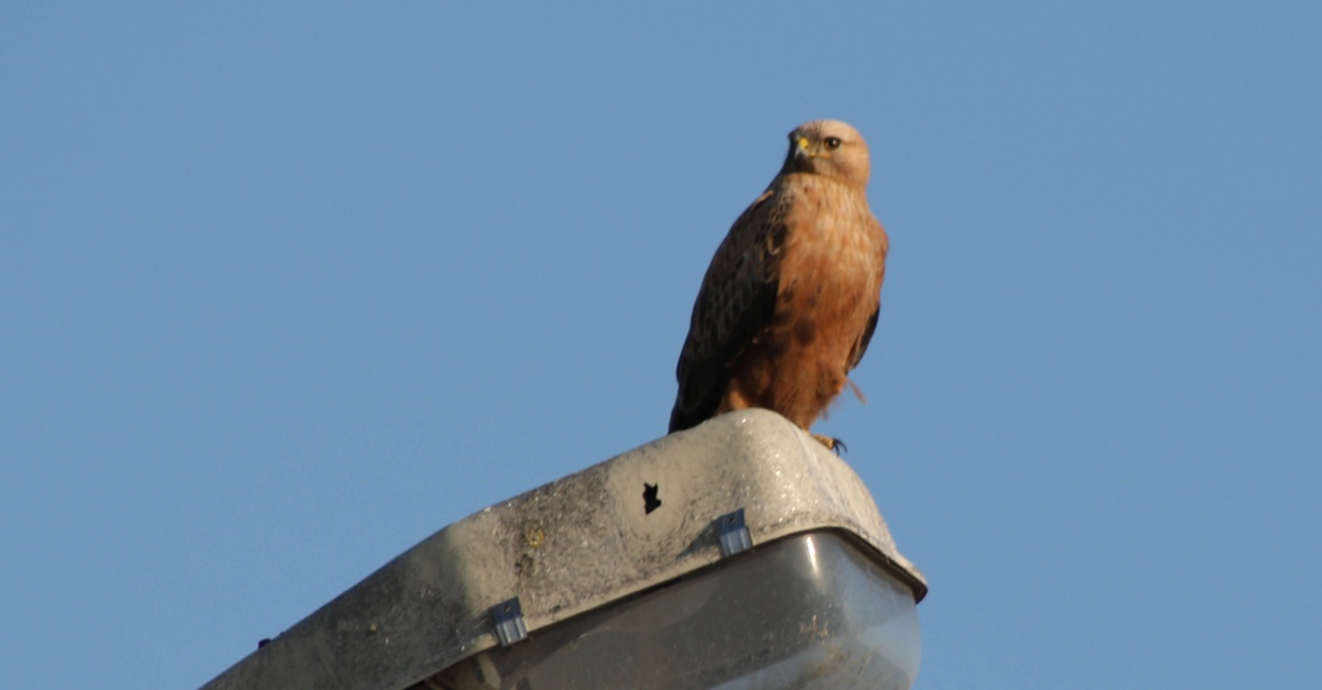 Long-legged Buzzard