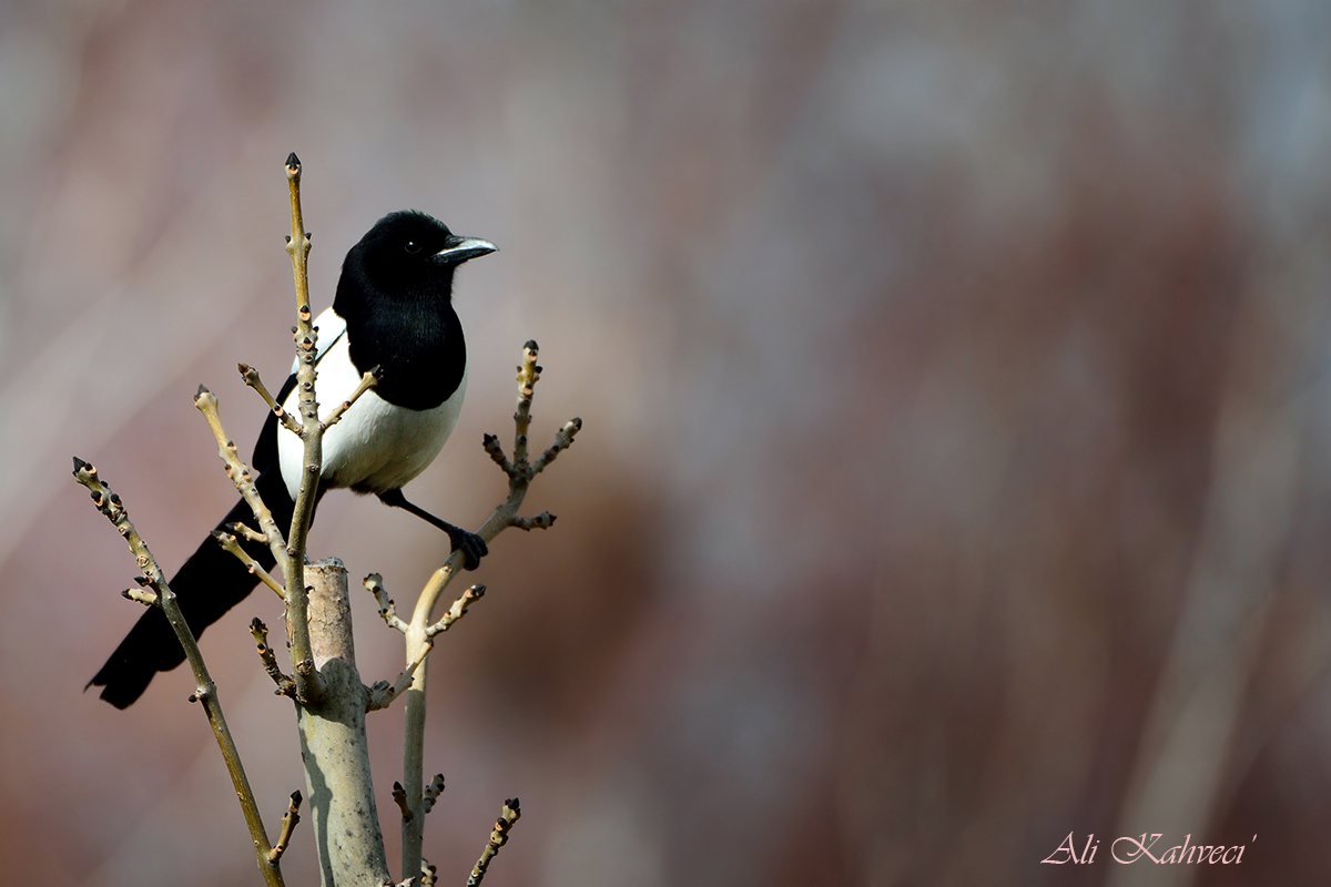 Eurasian Magpie