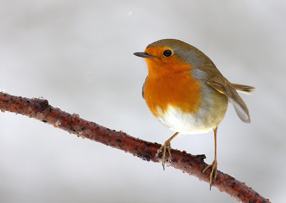 European Robin