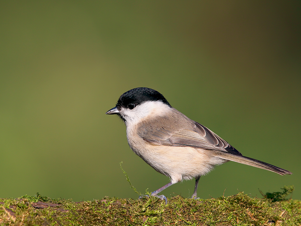 Marsh Tit