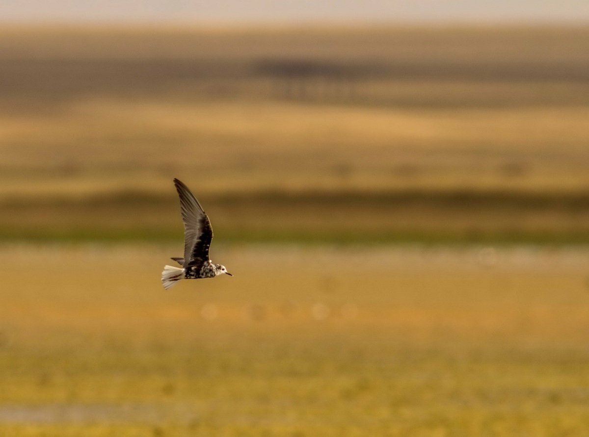 White-winged Tern