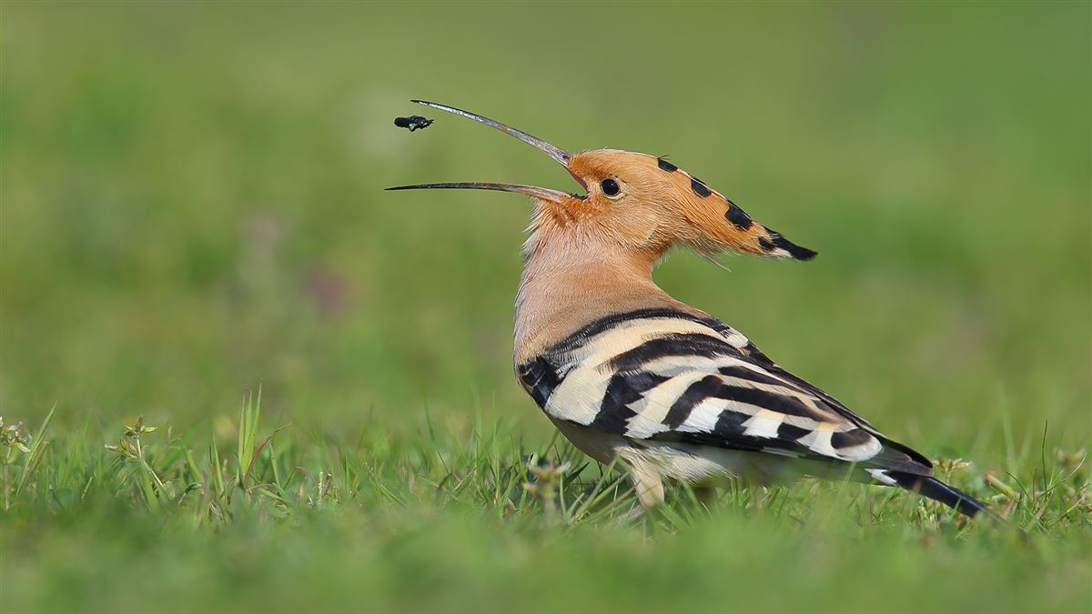 Common Hoopoe