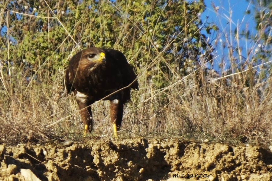 Common Buzzard