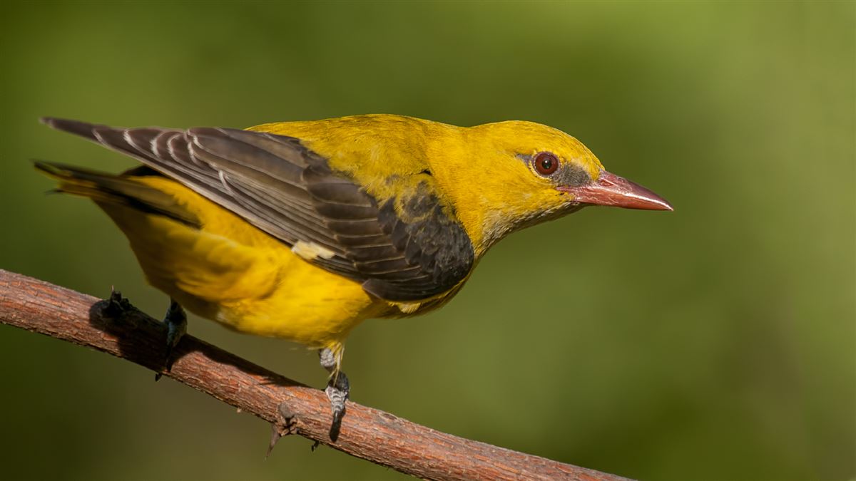 Eurasian Golden Oriole