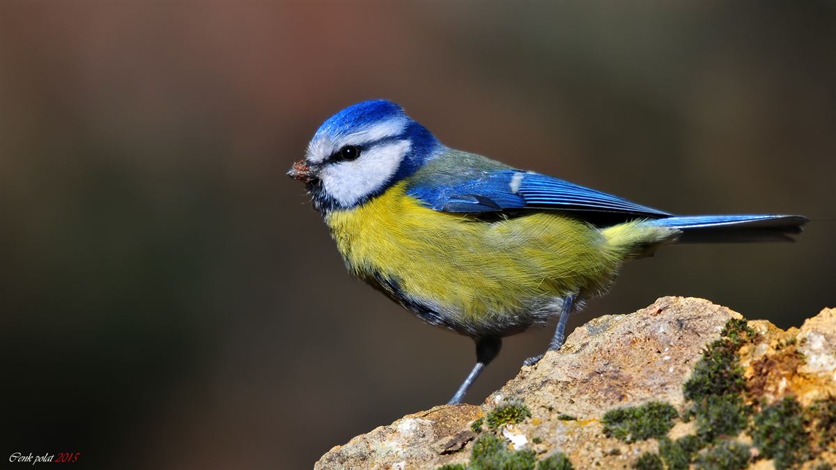 Eurasian Blue Tit