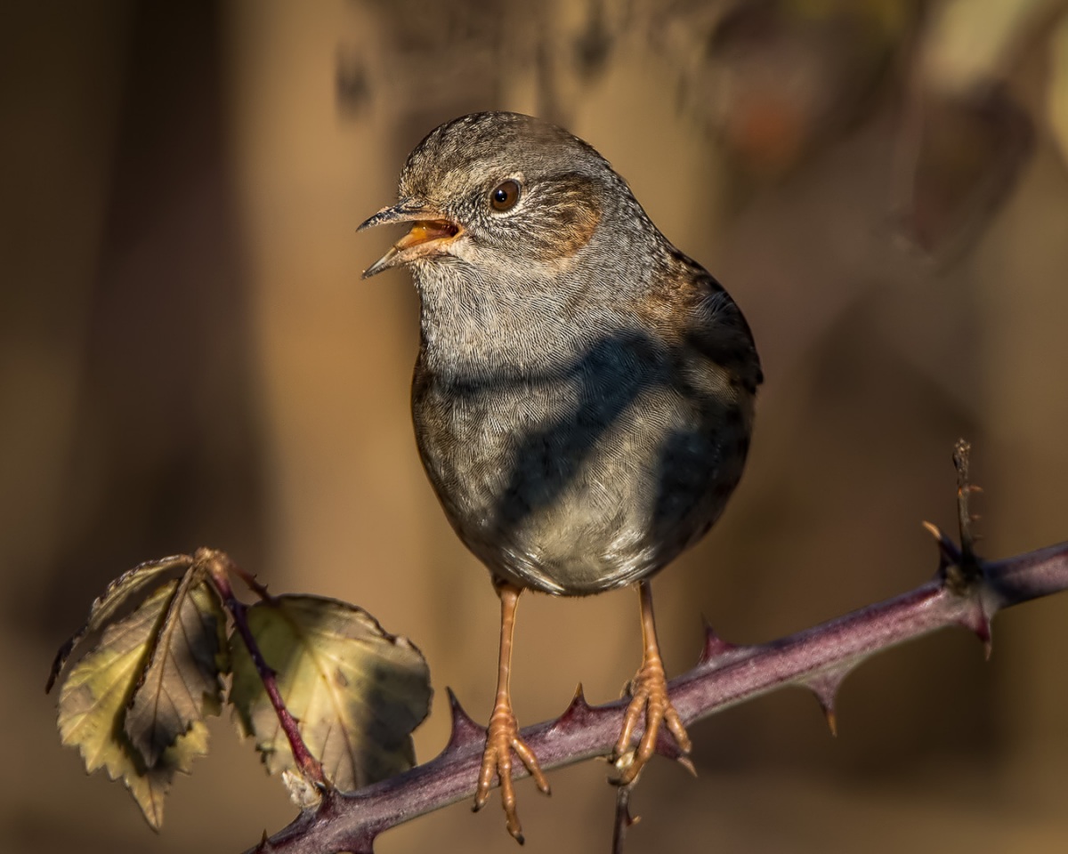 Dunnock