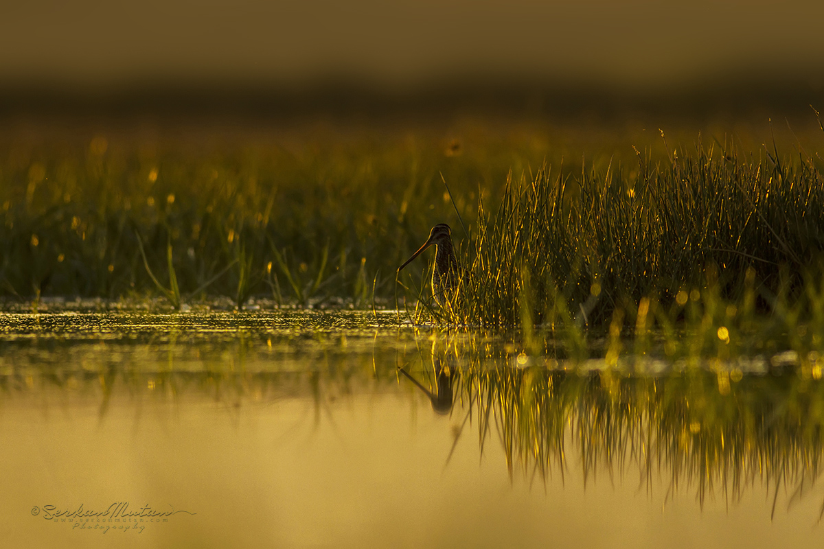 Common Snipe
