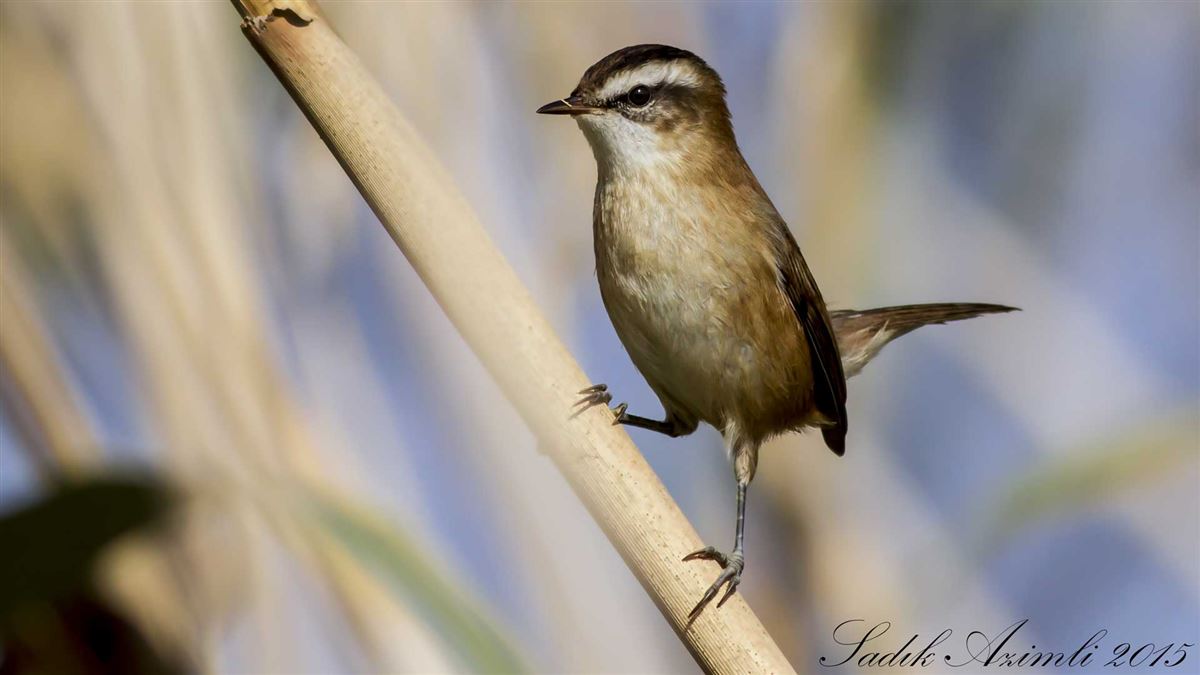 Moustached Warbler
