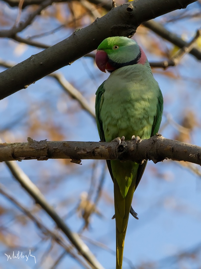 Alexandrine Parakeet